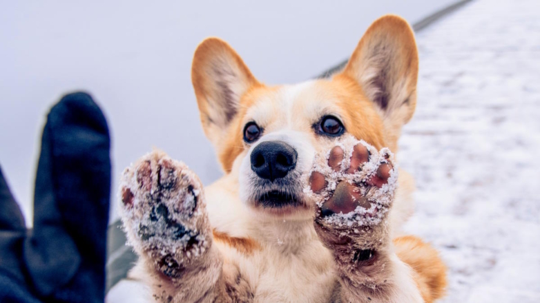 Зима под ногами: как обезопасить лапы собаки от соли и снега