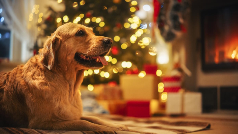 Кинолог дала 5 новогодних рекомендаций для владельцев собак