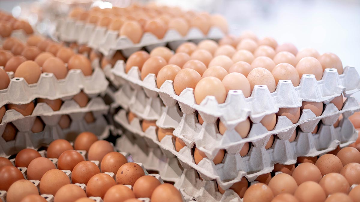 Импорт яиц в Россию: из каких стран их привезут и что будет с ценами