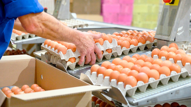 Власти одобрили обнуление импортных пошлин на яйца
