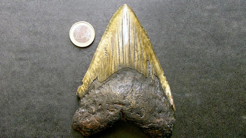 Океанографы обнаружили окаменелый зуб мегалодона на дне Тихого океана
