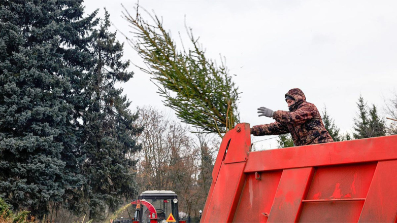 В Москве заработали пункты приема новогодних елок