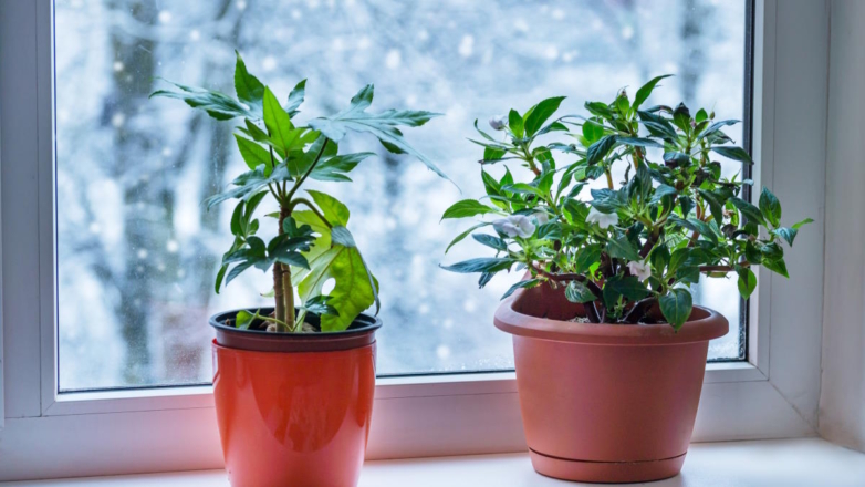 Надо ли удобрять комнатные растения зимой: советы экспертов