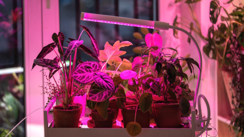 Эксперты объяснили, как использовать фитолампы для досветки комнатных растений