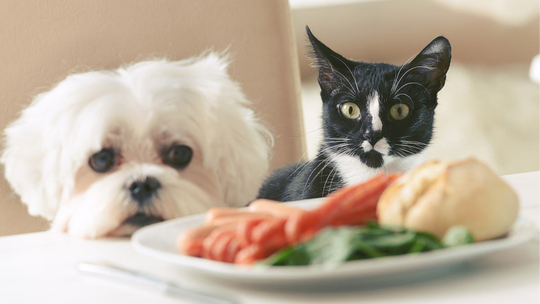 Питание кошек и собак: какие продукты могут вызвать аллергию у домашних животных