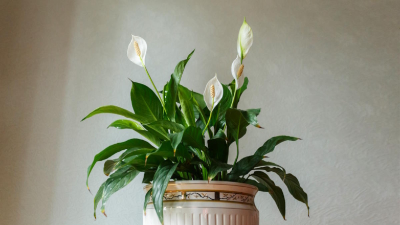Борются с сыростью в доме: 3 неприхотливых растения, которые любят влагу