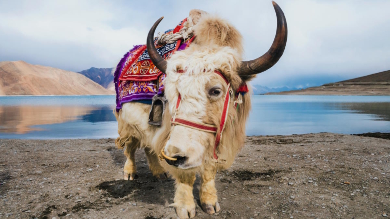 Китайские ученые впервые клонировали тибетских коров, находящихся под угрозой исчезновения