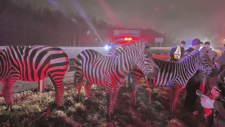 Перевозивший зебр и верблюдов грузовик загорелся на шоссе в США