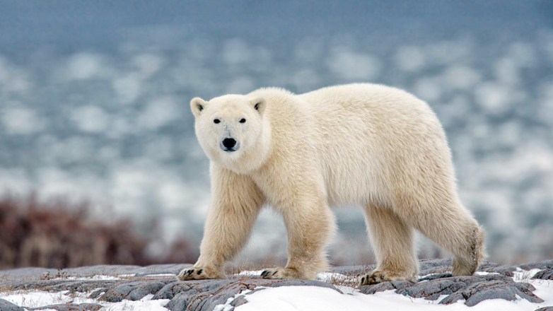 Какой сегодня праздник: 27 февраля – День белого медведя