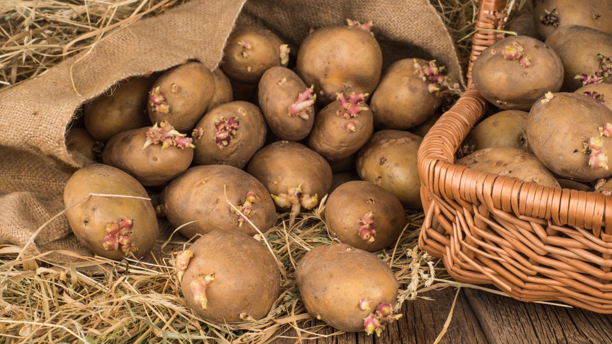 Как подготовить семенной картофель к посадке: советы агронома
