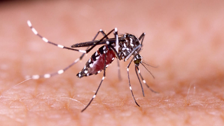 В Таиланде возросло число случаев заражения лихорадкой денге