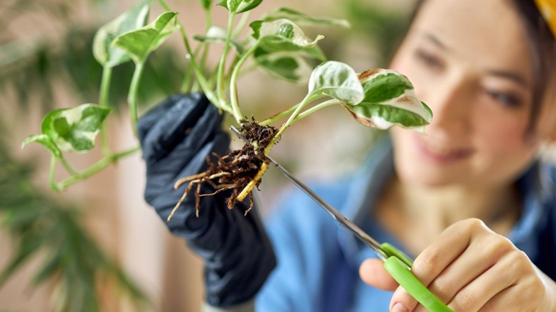 Когда корни комнатных растений нуждаются в обрезке: эксперты рассказали о пользе процедуры