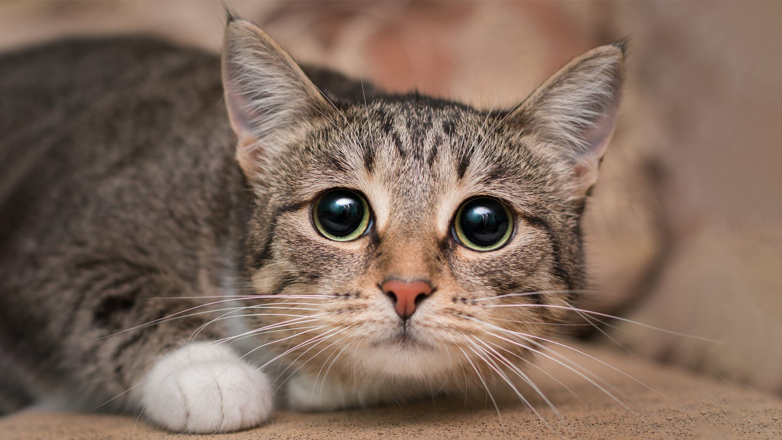 Ветеринар назвала тревожный симптом у кошек, который не стоит игнорировать