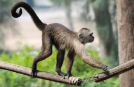 Ученые изучают генетические изменения, в результате которых приматы могли потерять хвосты