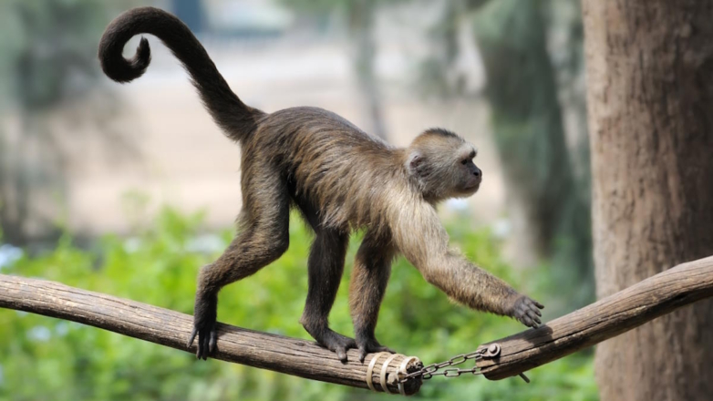 Ученые изучают генетические изменения, в результате которых приматы могли потерять хвосты