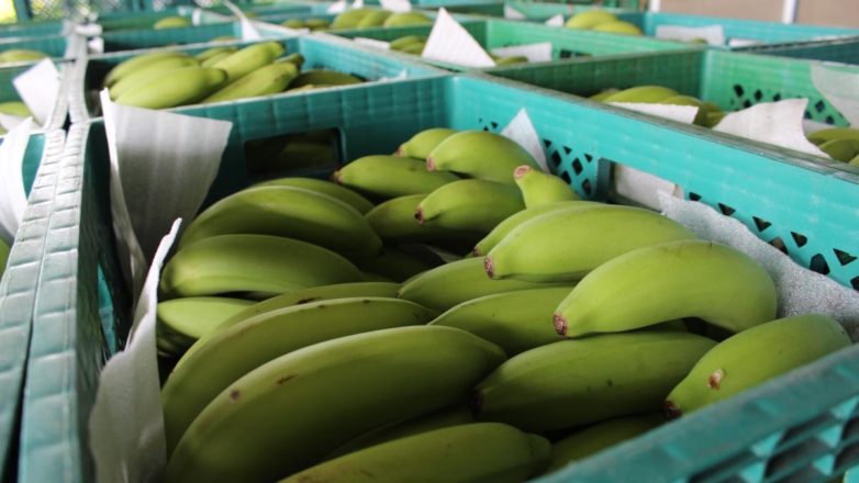 Эквадор возобновил сертификацию бананов, поставляемых в Россию