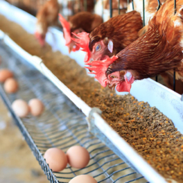 Минсельхоз РФ ожидает роста производства яиц и мяса птицы в текущем году