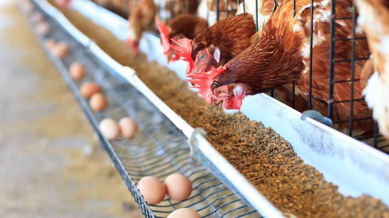 В России увеличат производство яиц и мяса птицы в 2024 году
