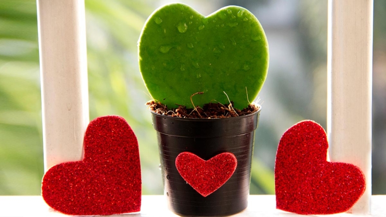 Ко Дню влюбленных: 4 комнатных растения с листьями в форме сердца