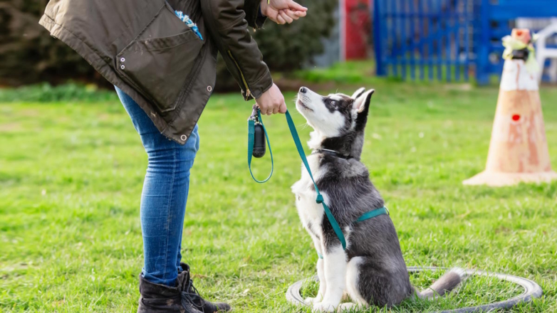 Как воспитать щенка и обучить его командам: лайфхаки от ветеринара