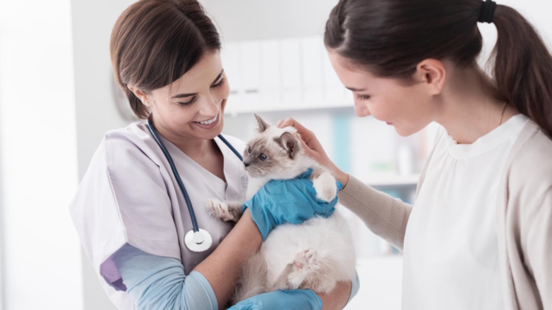 Ветеринар рассказала, как кормить кошку, чтобы у нее не было мочекаменной болезни и панкреатита
