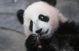 Панда Катюша из Московского зоопарка уедет в Китай, когда ей будет около четырех лет