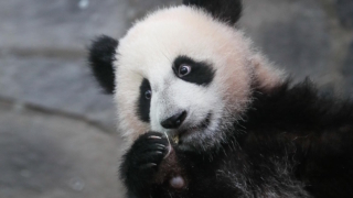 Панда Катюша из Московского зоопарка уедет в Китай, когда ей будет около четырех лет