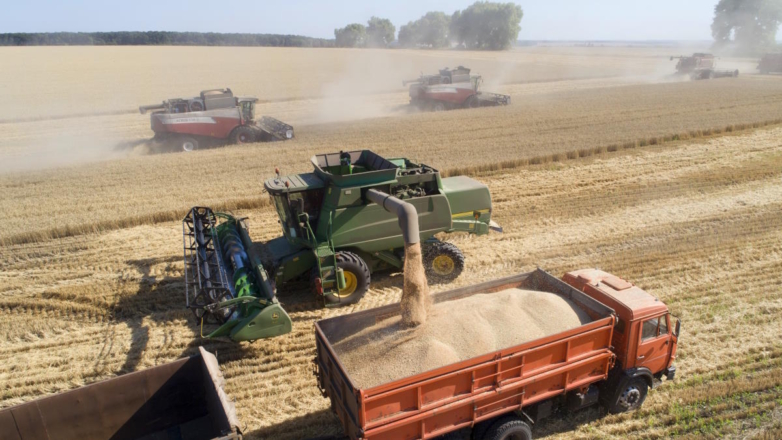 Сбор зерна в РФ в 2024 году может составить 145 млн тонн