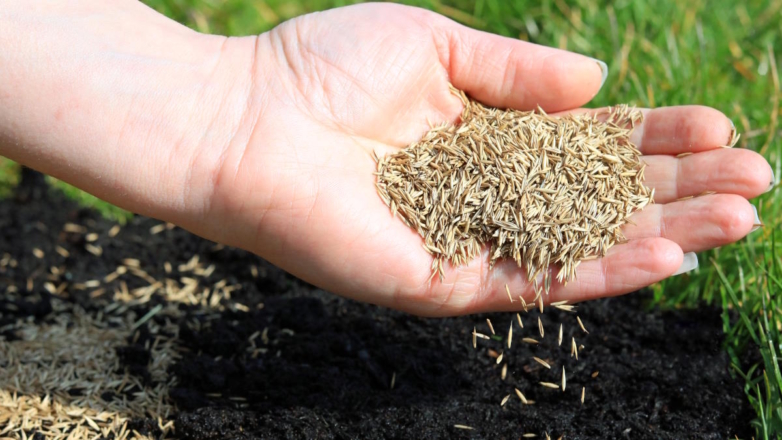 Как посадить семена газонной травы, чтобы они хорошо взошли: советы экспертов