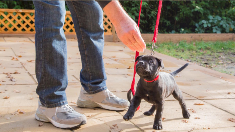 Советы по социализации щенка: как вырастить воспитанную и уверенную собаку