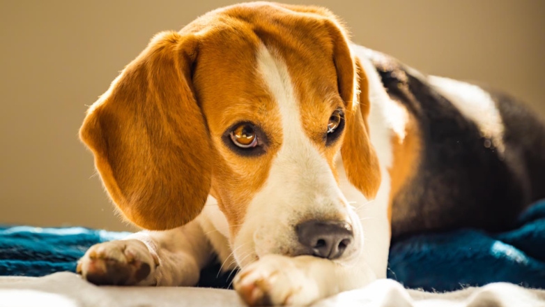 Стресс у собаки: как вовремя распознать проблему и помочь питомцу