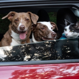Как перевезти на дачу кошку или собаку и какие опасности там их могут подстерегать: рекомендации ветеринаров