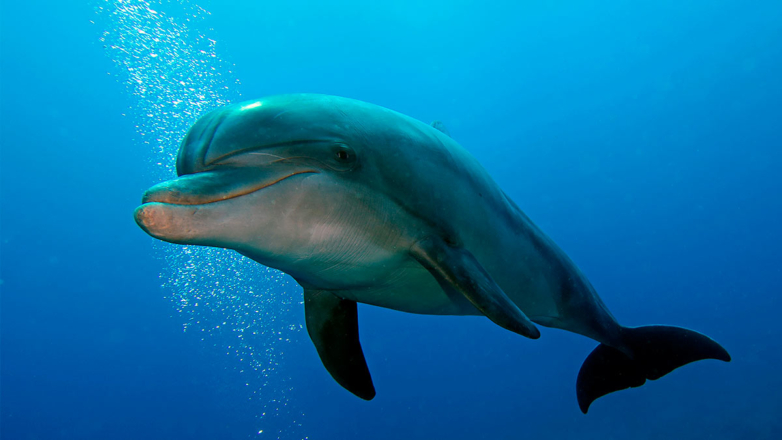 Впервые в России в Крыму выпустили спасенного дельфина обратно в море