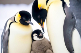 Какой сегодня праздник: 25 апреля – Вceмиpный дeнь пингвинoв