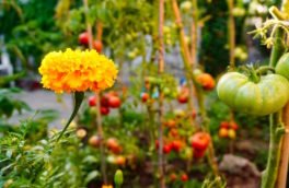 Какие цветы посадить на даче для защиты от вредителей: 8 эффективных растений