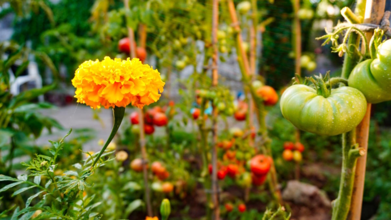 Какие цветы посадить на даче для защиты от вредителей: 8 эффективных растений