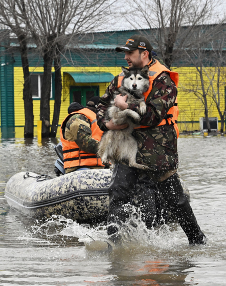 Сотрудник МЧС России во время эвакуации жильцов и домашних животных из зоны затопления в Орске