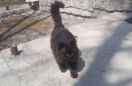 На Сахалине кот третий год подряд приходит к ветеринарам, которые его спасли