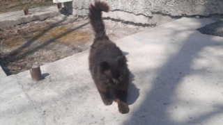 На Сахалине кот третий год подряд приходит к ветеринарам, которые его спасли
