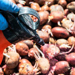 Чем обработать клубни картофеля перед посадкой для защиты от болезней и хорошего урожая: советы эксперта