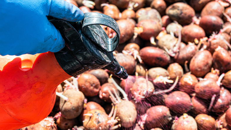 Чем обработать клубни картофеля перед посадкой для защиты от болезней и хорошего урожая: советы эксперта