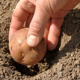 Когда сажать картофель на даче и как правильно определить сроки: советы агронома