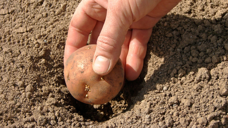 Когда сажать картофель на даче и как правильно определить сроки: советы агронома