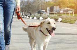 В Петербурге появился чат-бот с площадками для выгула собак