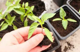 Как ухаживать за рассадой перцев после пикировки, чтобы растения были крепкими, а урожай – большим