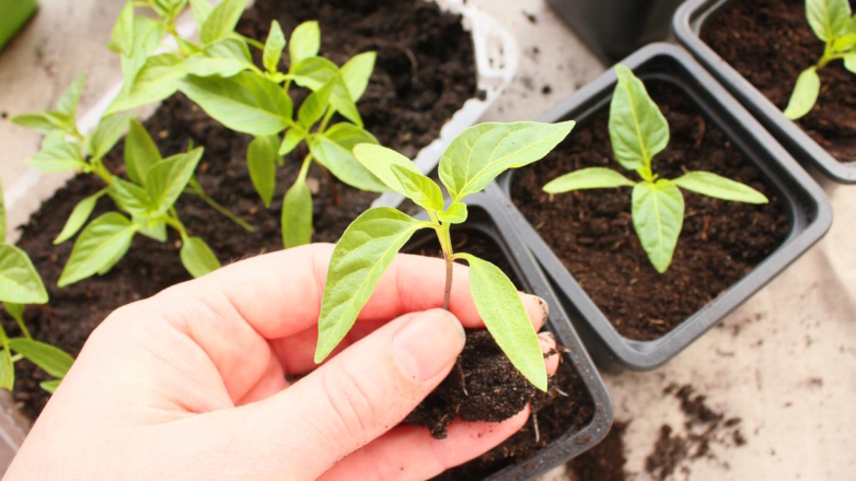 Как ухаживать за рассадой перцев после пикировки, чтобы растения были крепкими, а урожай – большим