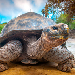 Какой сегодня праздник: 23 мая – Всемирный день черепахи