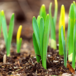 Как защитить весенние луковичные цветы от возвратных заморозков: советы экспертов