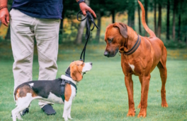 Что делать, если во время прогулки с собакой вы встретили пса без поводка – советы кинолога