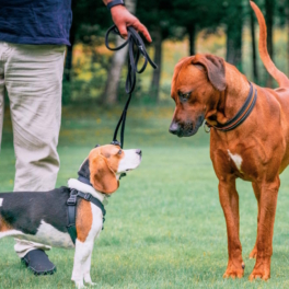 Что делать, если во время прогулки с собакой вы встретили пса без поводка — советы кинолога
